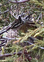 Chipmunk  - Rocky Mountains - Estes Park,  Colorado