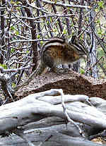 Least Chipmunk - Rocky Mountains - Estes Park,  Colorado