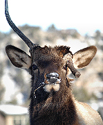 Young Spike Bull Elk with deformed antler. Photo Credit: Jeremiah Wyka