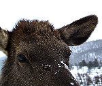 Cow Elk up close during snow fall