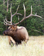 6x7 point Majestic Bull Elk,  Rocky Mountains, Colorado