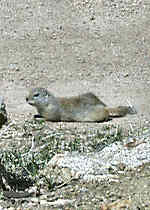 Ground Squirrel  - Rocky Mountains - Estes Park,  Colorado