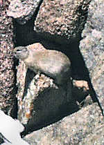 Ground Squirrel  - Rocky Mountains - Estes Park,  Colorado