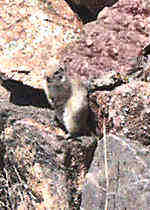 Ground Squirrel  - Rocky Mountains - Estes Park,  Colorado