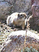Ground Squirrel  - Rocky Mountains - Estes Park,  Colorado