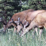 Mule Deer Bucks - Rocky Mountains - Estes Park,  Colorado