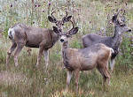 Mule Deer Bucks - Rocky Mountains - Estes Park,  Colorado