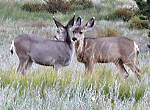 Mule Deer Fawns- Rocky Mountains - Estes Park,  Colorado