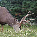 Mule Deer Buck - Rocky Mountains - Estes Park,  Colorado