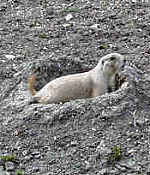 Prairie Dog  - Rocky Mountains - Estes Park,  Colorado