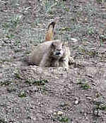 Prairie Dog - Rocky Mountains - Estes Park,  Colorado