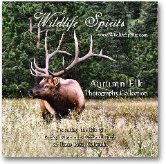 Wildlife Spirits Autumn Elk Photography Collection - Click Here to View Image Thumbnails