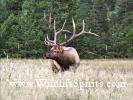 Majestic 6x7 pt Bull Elk - Harem Leader