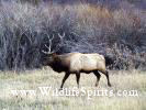 Bull Elk in Rutt