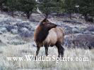 Young Spike Bull Elk