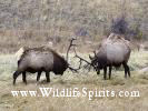 Two Huge Bull Elk in Rutt Lock Antlers & Battle 