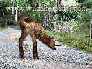 New Calf Elk taking first steps