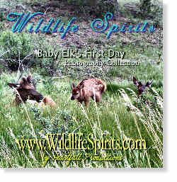 Wildlife Spirits a Baby Elk's First Day - Photography Collection - Click Here to View Image Thumbnails