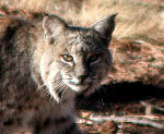 Bobcat