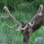 Bull Elk in Velvet. Photo Credit: Christine Angele