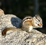 Chipmunk - Photo Credit: Christine Angele