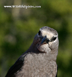 Clark's Nutcracker - Photo Credit: Christine Angele