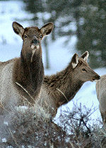 Cow & Calf Elk - Photo Credit: Jeremiah Wyka