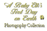 A Baby Elk's First Day Photography CD Collection